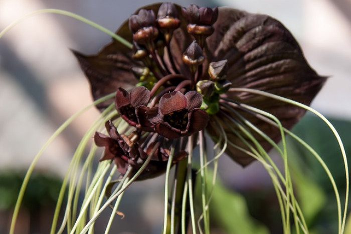 Taka (Tacca) – zjawiskowa egzotyczna roślina doniczkowa!