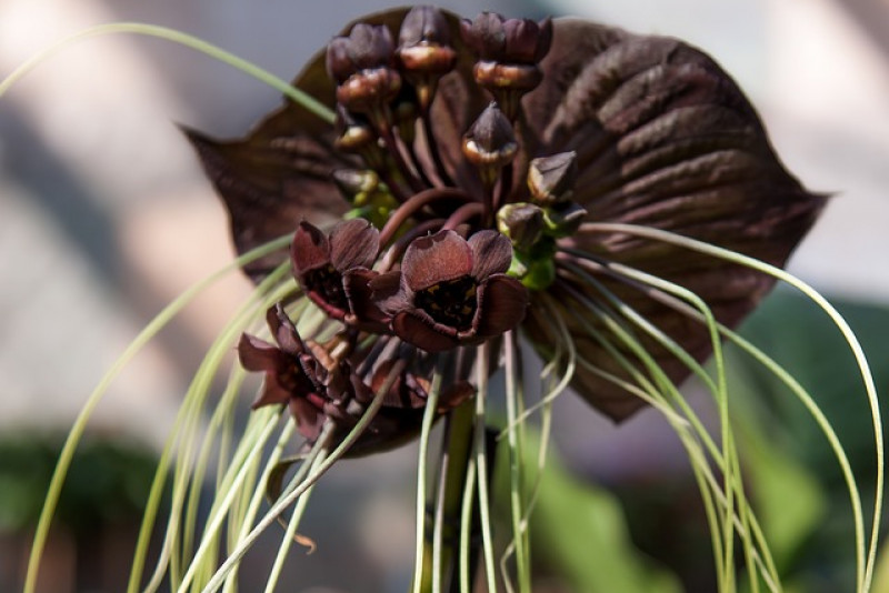Taka (Tacca) – zjawiskowa egzotyczna roślina doniczkowa!