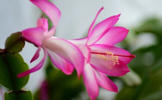 Grudnik, Szlumbergera, kaktus bożonarodzeniowy – odpowiednia pielęgnacja!