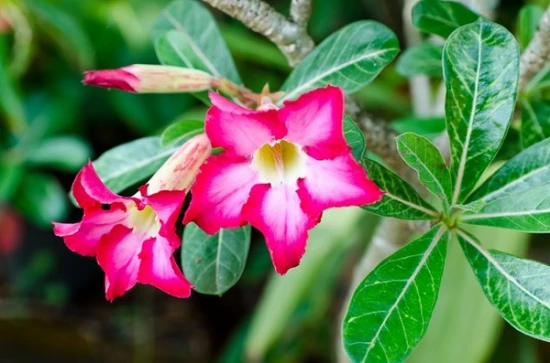 Adenium (Róża pustyni) – odpowiednia pielęgnacja i ciekawostki na jej temat!
