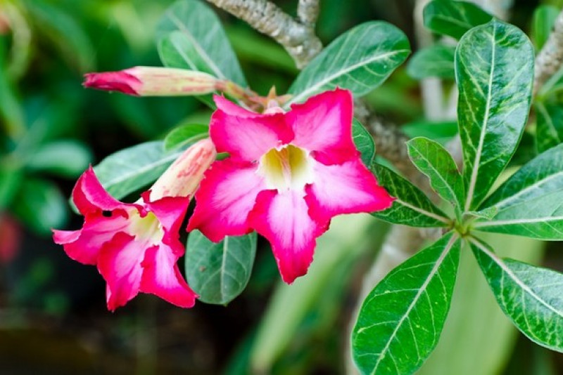 Adenium (Róża pustyni) – odpowiednia pielęgnacja i ciekawostki na jej temat!