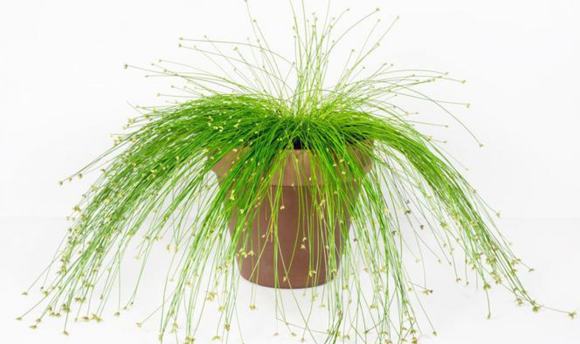 Sitowie (Scirpus), sitniczka – odpowiednia pielęgnacja i ciekawostki!