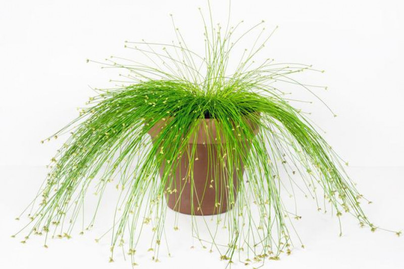 Sitowie (Scirpus), sitniczka – odpowiednia pielęgnacja i ciekawostki!