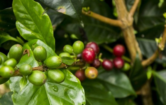 Kawa, kawowiec, kawa arabska – uprawa doniczkowa