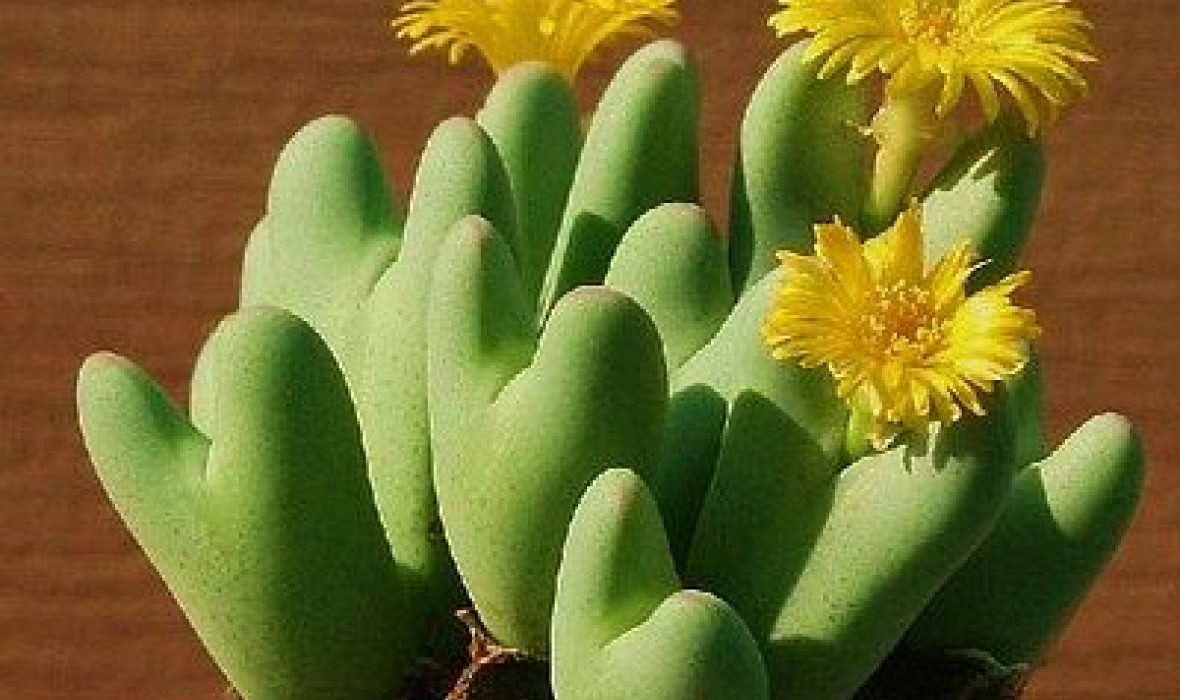 Conophytum – odpowiednia pielęgnacja!