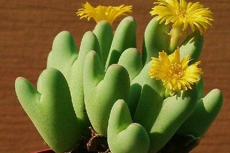 Conophytum – odpowiednia pielęgnacja!