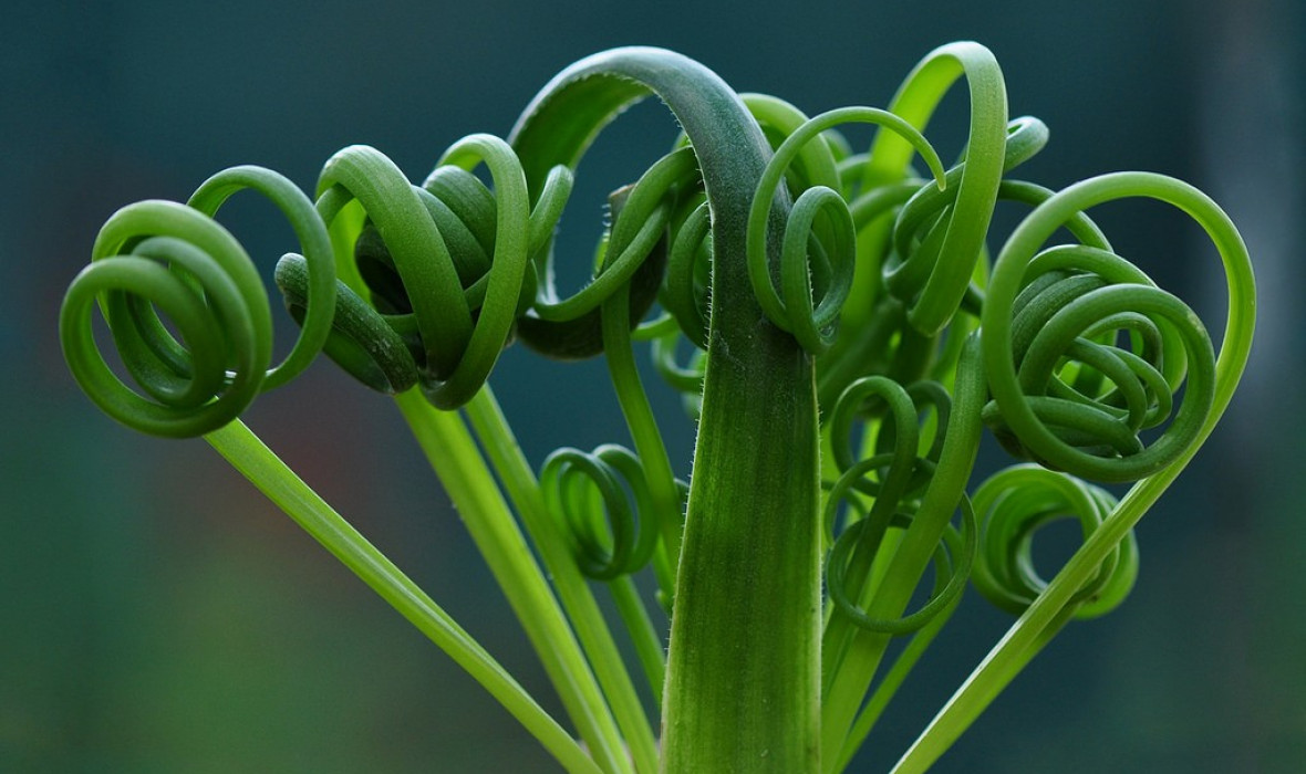 Albuca spiralis – cudowna roślina o niesamowitych liściach!