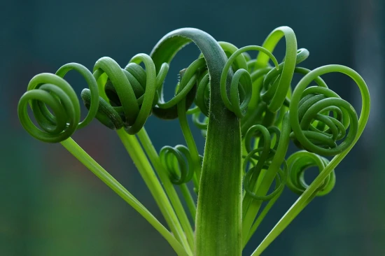 Albuca spiralis – cudowna roślina o niesamowitych liściach!