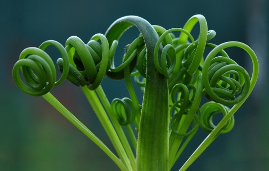 Albuca spiralis – cudowna roślina o niesamowitych liściach!