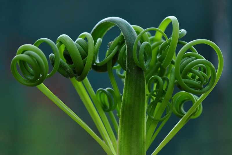 Albuca spiralis – cudowna roślina o niesamowitych liściach!