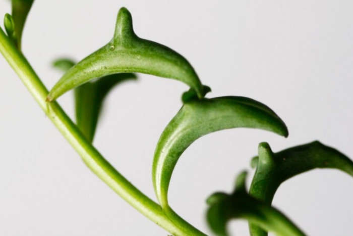Senecio peregrinus – roślina z „delfinkami”