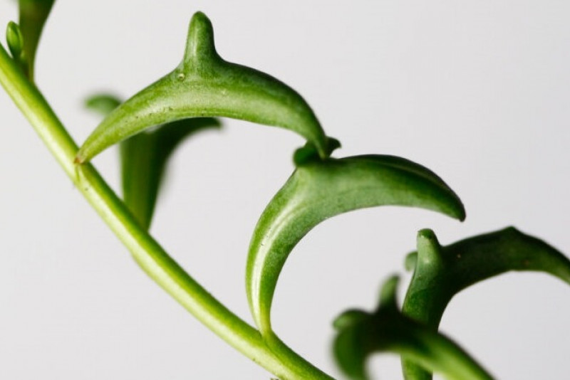 Senecio peregrinus – roślina z „delfinkami”