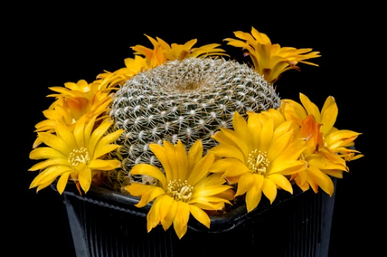 Sulcorebutia arenacea