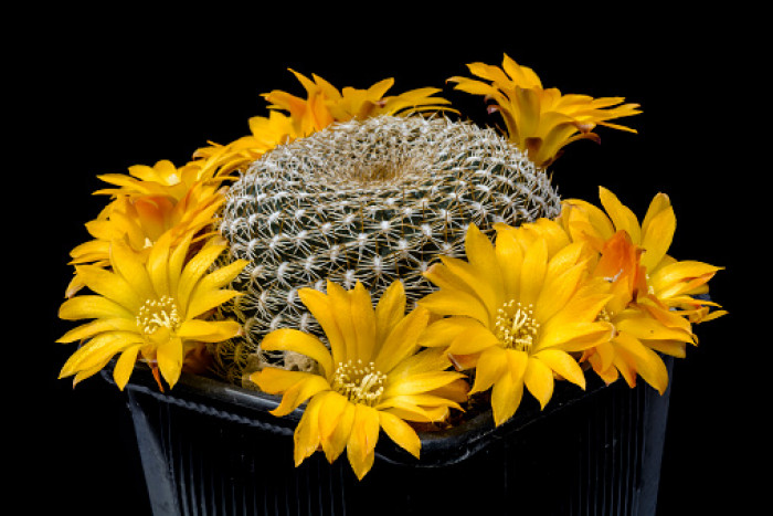 Sulcorebutia arenacea