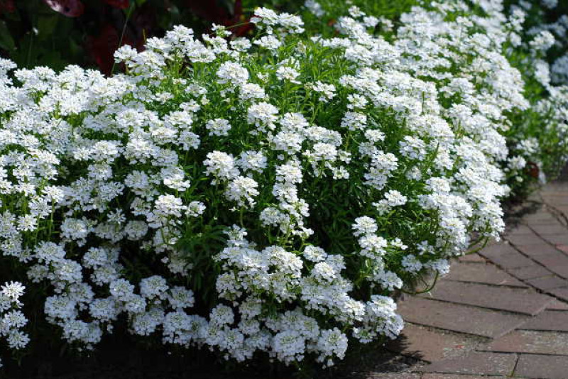 Ubiorek wiecznie zielony (Iberis sempervirens)
