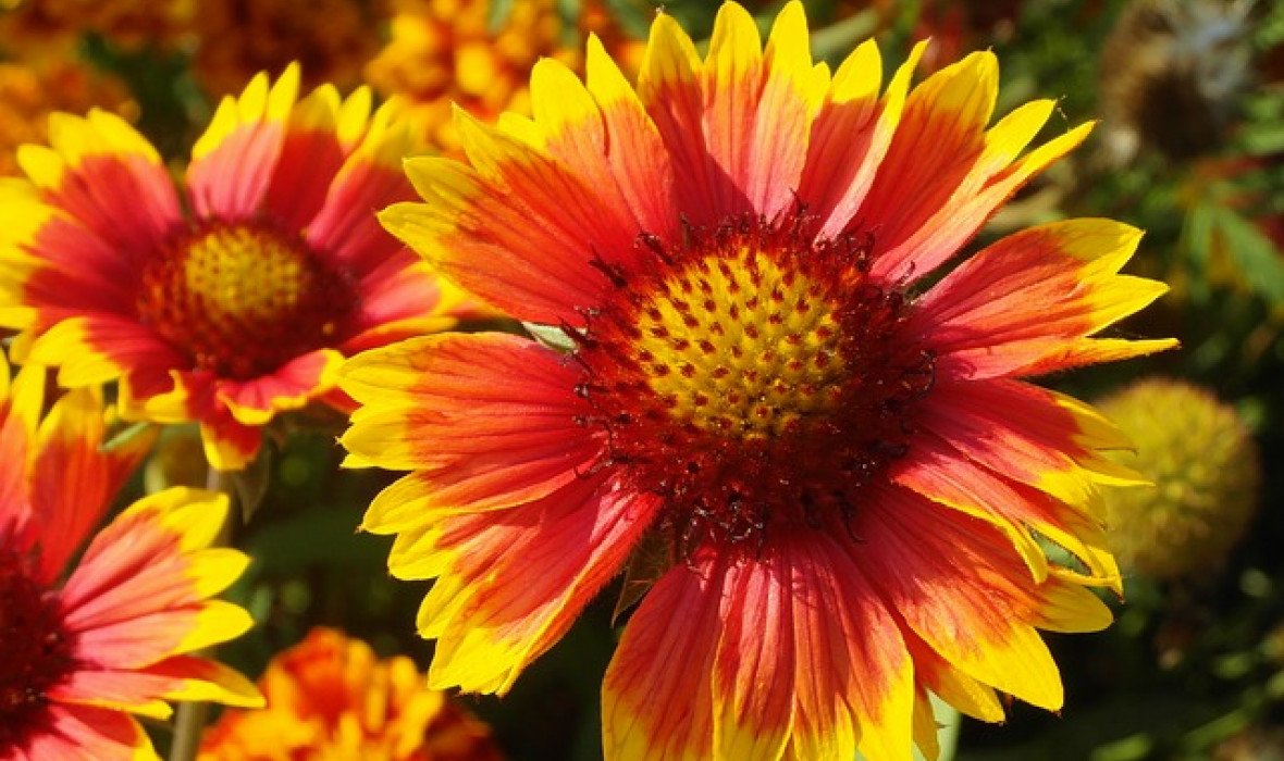 Gailardia oścista (Gaillardia aristata)