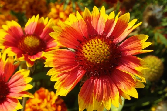 Gailardia oścista (Gaillardia aristata)