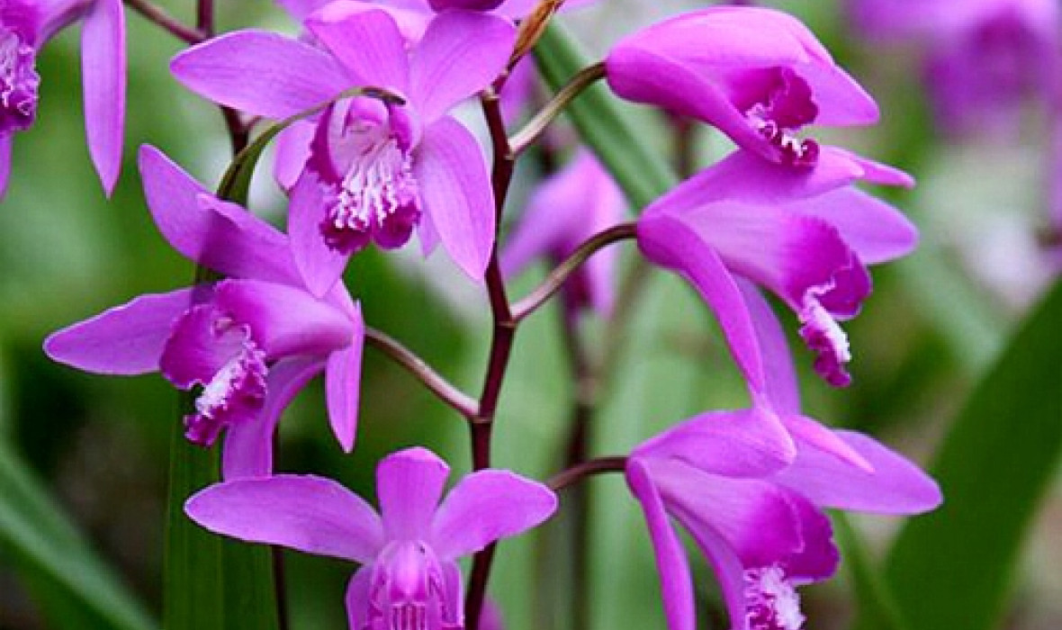 Bletilla pasiasta (Bletilla striata)