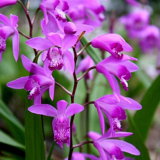 Bletilla pasiasta (Bletilla striata)