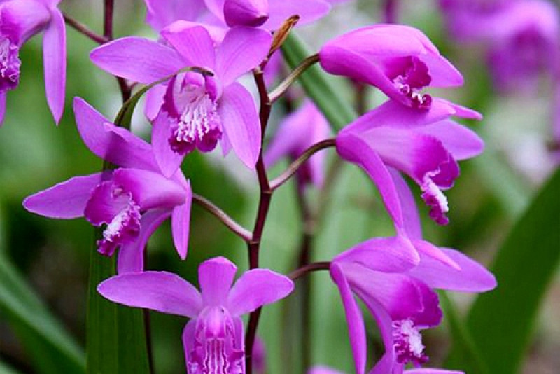 Bletilla pasiasta (Bletilla striata)