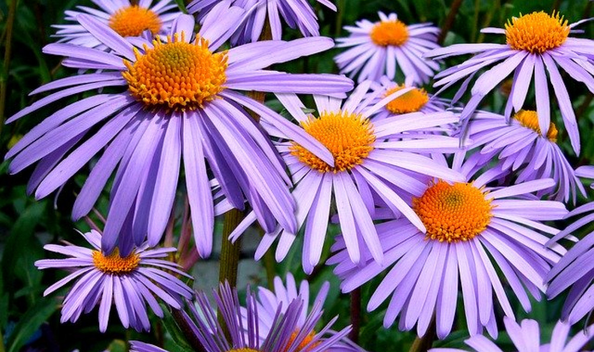 Aster tongolski (Aster tongolensis)