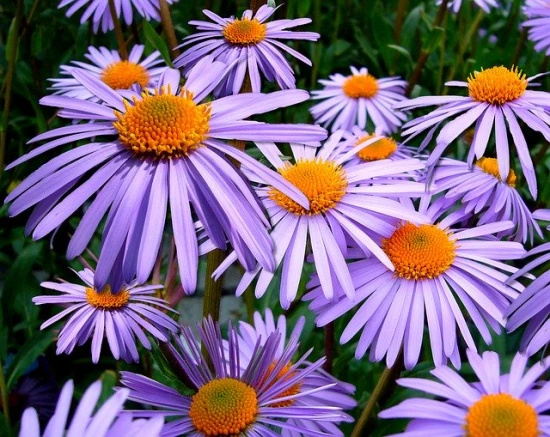 Aster tongolski (Aster tongolensis)