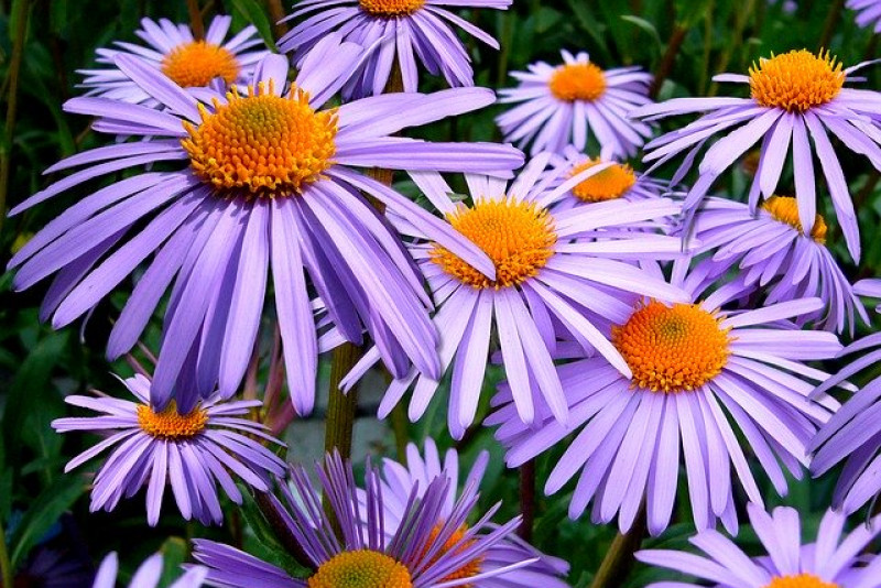 Aster tongolski (Aster tongolensis)