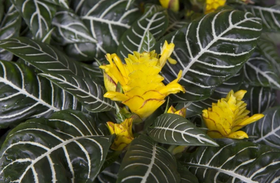 Afelandra (Aphelandra) – pielęgnacja