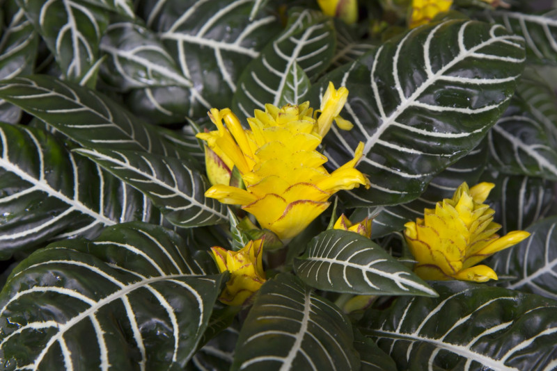 Afelandra (Aphelandra) – pielęgnacja