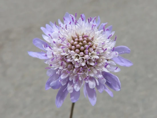 Driakiew kaukaska (Scabiosa caucasica)