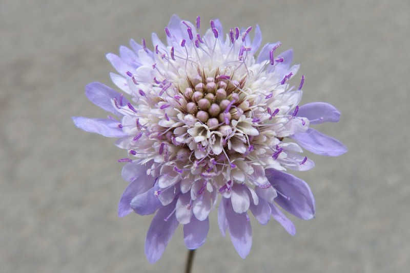 Driakiew kaukaska (Scabiosa caucasica)