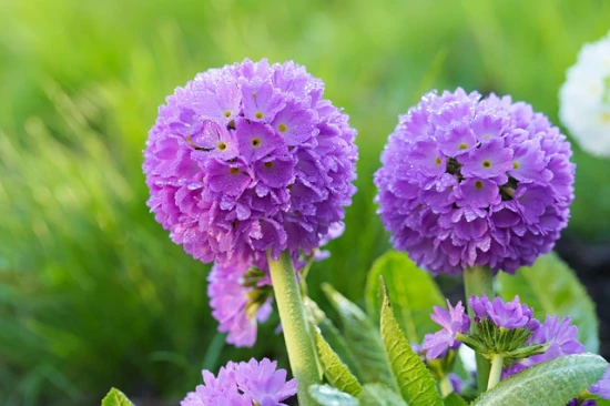 Pierwiosnek ząbkowany (Primula denticulata)