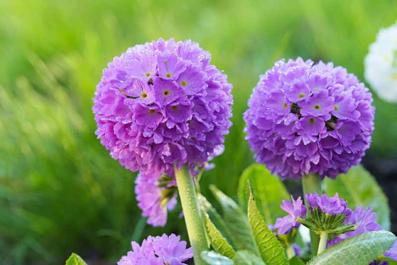 Pierwiosnek ząbkowany (Primula denticulata)