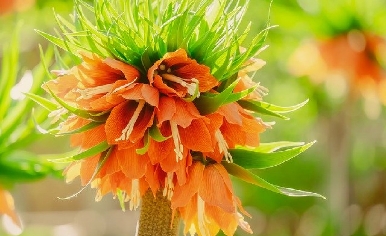 Szachownica cesarska (Fritillaria imperialis)