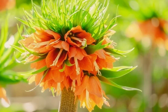 Szachownica cesarska (Fritillaria imperialis)