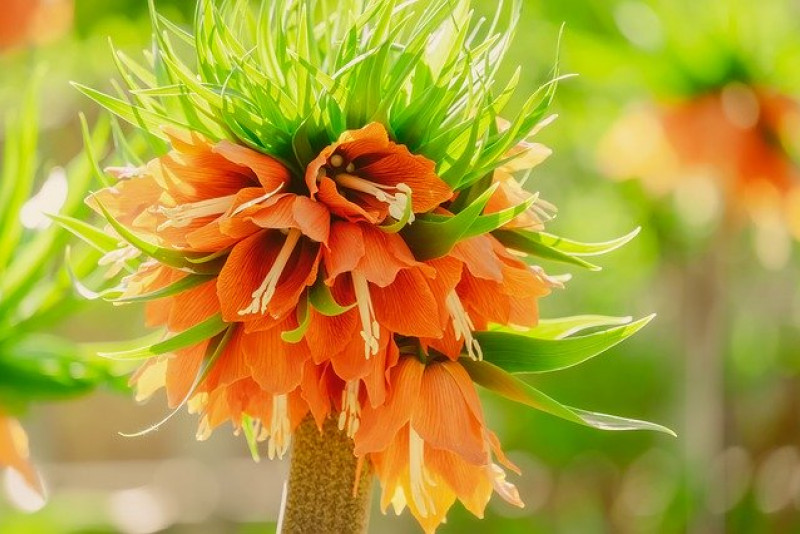 Szachownica cesarska (Fritillaria imperialis)