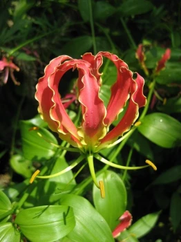 Glorioza (Gloriosa) – pielęgnacja
