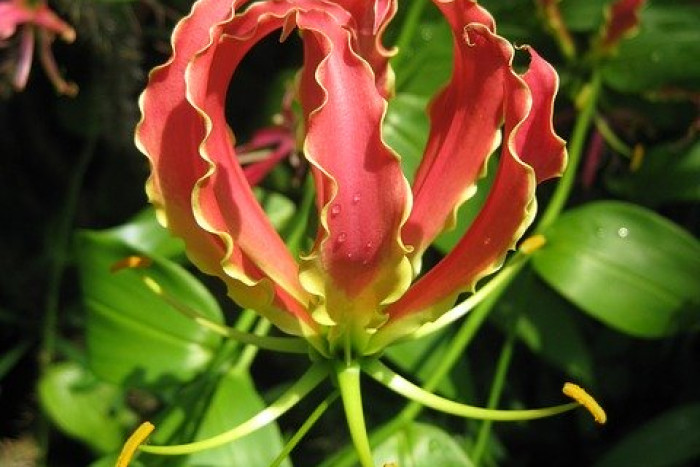 Glorioza (Gloriosa) – pielęgnacja