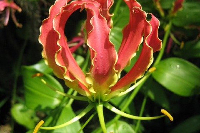 Glorioza (Gloriosa) – pielęgnacja