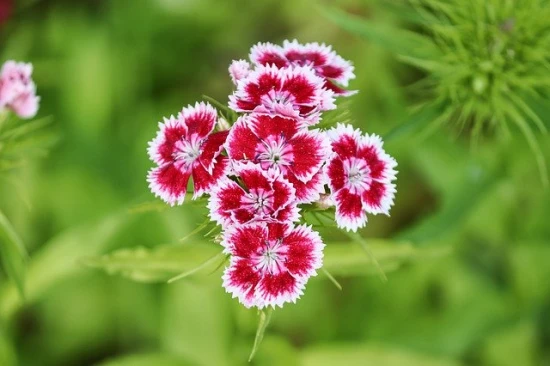 Goździk brodaty (Dianthus barbatus) – uprawa