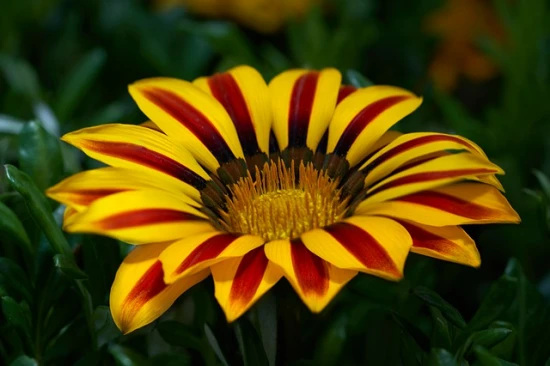 Gazania / Gazanie – uprawa