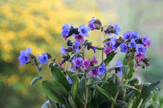Miodunka / Pulmonaria - wspaniała roślina lecznicza