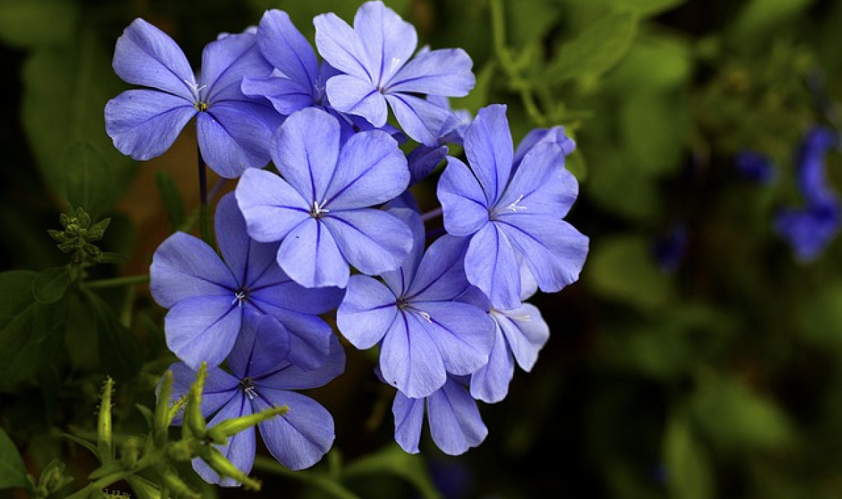 Ołownik – Plumbago