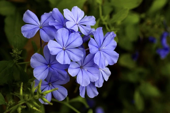 Ołownik – Plumbago