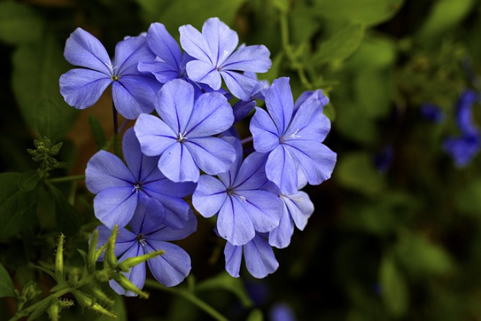 Ołownik – Plumbago