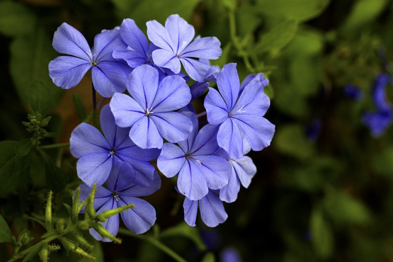 Ołownik – Plumbago