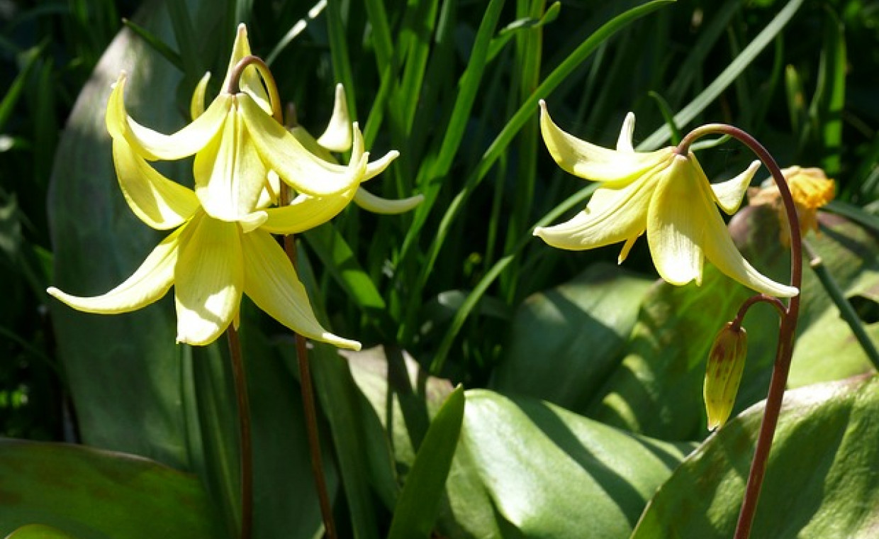Psiząb (Erythronium) – uprawa i pielęgnacja