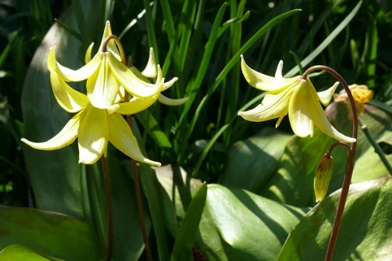 Psiząb (Erythronium) – uprawa i pielęgnacja
