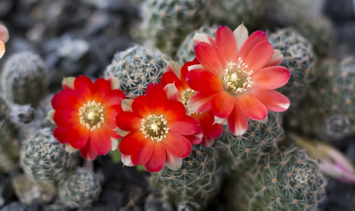 Rebucja (Rebutia) – pielęgnacja
