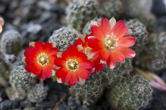 Rebucja (Rebutia) – pielęgnacja